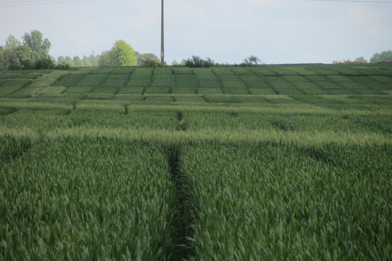 MALADIES-illustration-froment