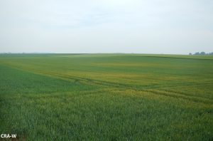 Rond de rouille jaune