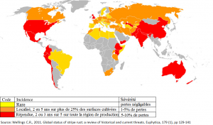 répartition rouille jaune