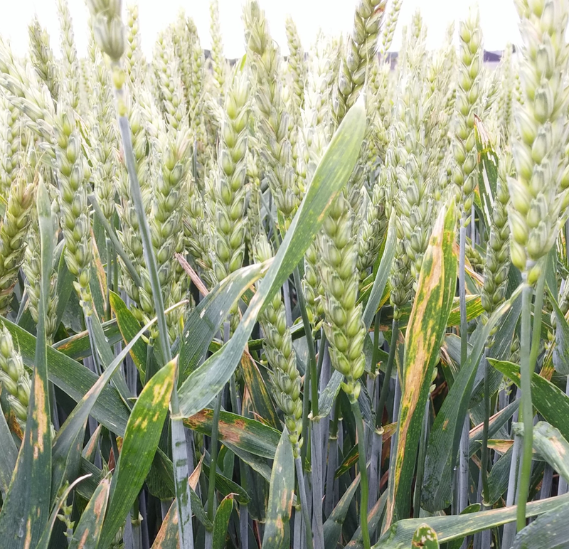 maladie-Septoriose-Figure-1