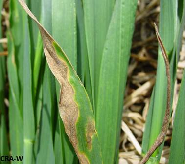 maladie-Septoriose-Figure-2