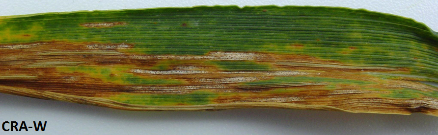 maladie-Septoriose-Figure-3