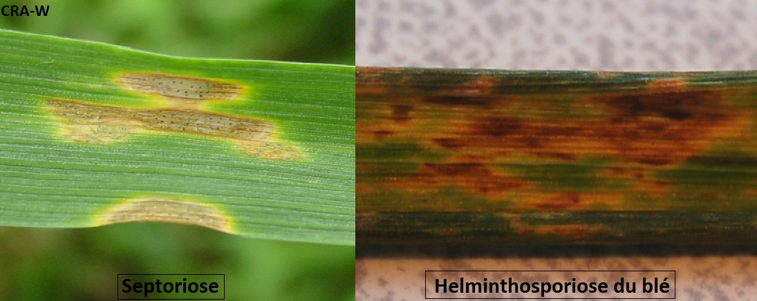 maladie-Septoriose-Figure-4