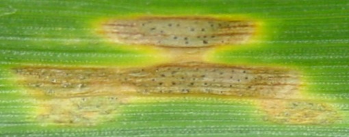 maladie-Septoriose-Figure-6