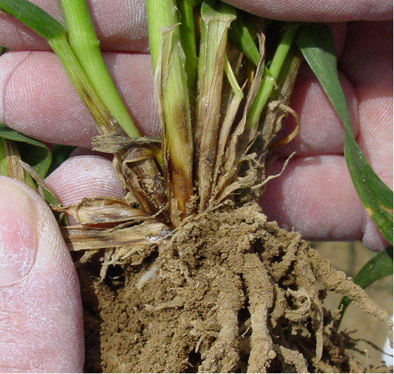 piétin-verse Figure 1